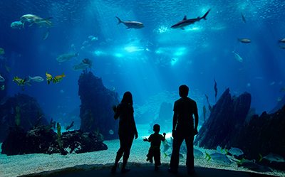 Family watching an underwater tank